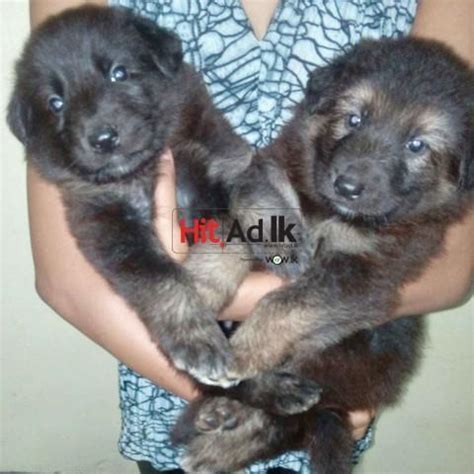 Check spelling or type a new query. Dog Price In Sri Lanka - Animals & Pets - Sri Lanka ...