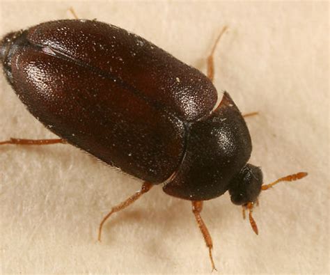 Remember, carpet beetle larvae cause damage. Black Carpet Beetle - Attagenus brunneus - BugGuide.Net
