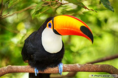 Toucans Colorful Bird In Pictures Elsoar