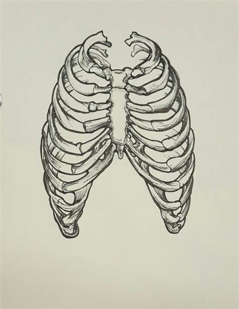 Rib Cage Drawing Heart And Rib Cage Drawing Clipart Best Rib Cage