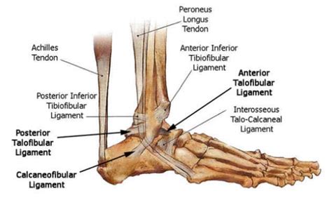 Ligaments in the foot are responsible for supporting the weight of our body, allowing us to walk, run, and move easily with speed and accuracy. Anatomy: Foot/Ankle - Drwolgin