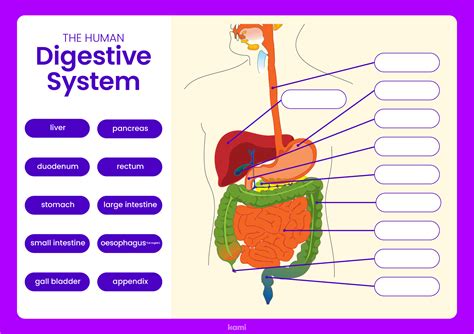Interactive Digestive System For Teachers Perfect For Grades 10th