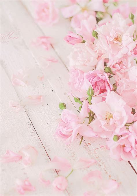 We did not find results for: SHABBY CHIC Definition in a Photo | Flower wallpaper, Rose wallpaper, Flowers