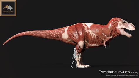 Artstation Tyrannosaurus Rex Anatomy Vitamin Imagination Tyrannosaurus Rex Tyrannosaurus