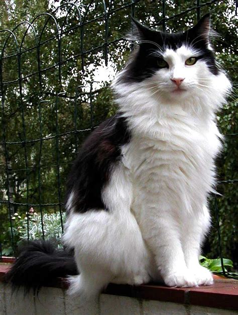 tuxedo cats personality facts cats  care