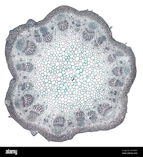 Cross Section Cut Under The Microscope Microscopic View Of Plant
