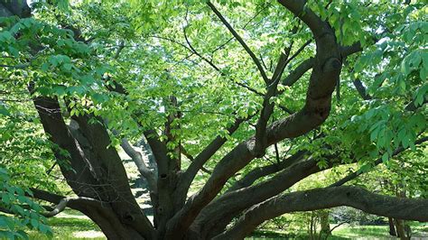 Video Great British Trees The Beech Word Forest