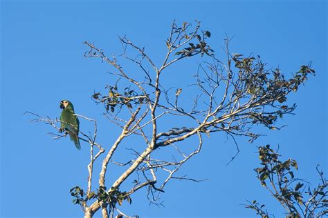 Chestnut Fronted Macaw Leeann Heringer Flickr