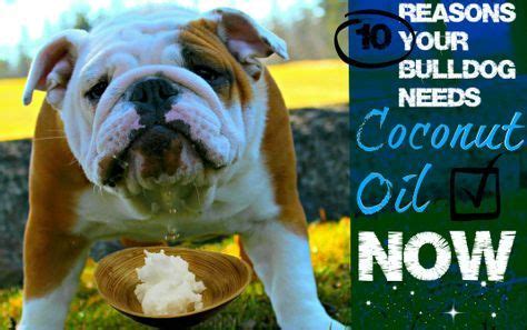 English bulldogs are a loving and gentle dog breed. Bulldog enthusiasts everywhere have expressed to me their surprising accounts of the many ...