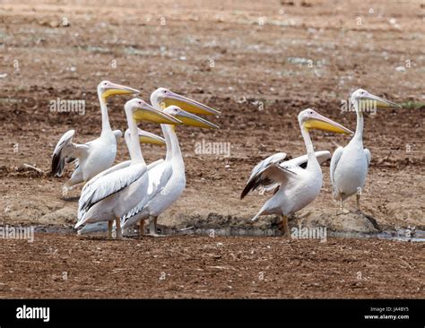 A Flock Of Great White Pelicans Stock Photo Alamy
