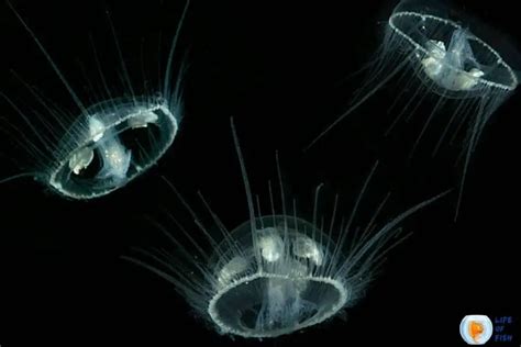 Are There Freshwater Jellyfish 10 Amazing Facts