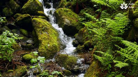 Relaxing Rainforest Waterfall Calming Nature Sounds 10 Hours 4k