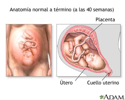 Nacimiento Vaginal Serieanatom A Normal Medlineplus Enciclopedia M Dica