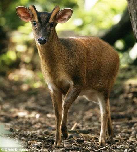 Muntjac Deer Are A Threat To Our Wildlife Daily Mail Online