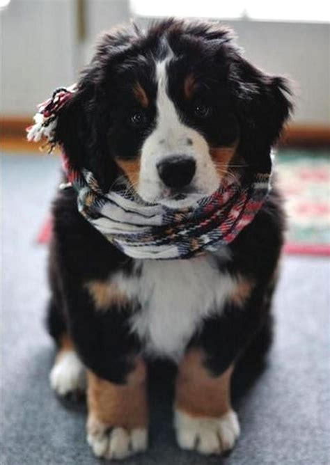8 Cutest Bernese Mountain Dog Puppies Pictures All Puppies
