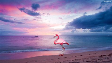 Flamingo Laptop Wallpapers Top Free Flamingo Laptop Backgrounds