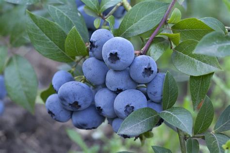 Carteret Southern Highbush Organic Blueberry Plant Backyard Berry Plants