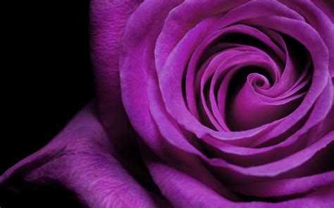 75 Purple Rose Wallpapers Wallpapersafari