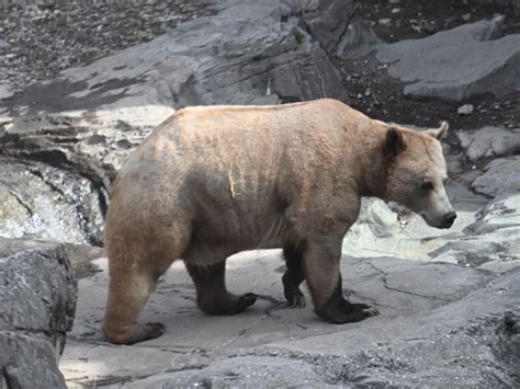 Ursus Arctos Horribilis Grizzly Bear In Central Park Wildlife Center