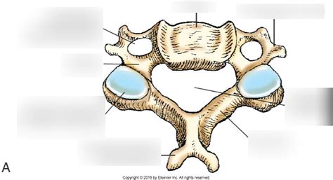 Superior Aspect Of Typical Cervical Vertebra Diagram Quizlet