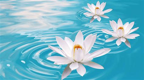 Lotus Flower Ultra Hd Wallpapers Wallpaper Cave