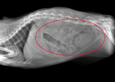 X Rays Radiographs For Cats Cat World