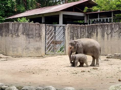 Zoo taiping) is a zoological park located at bukit larut, taiping, perak, malaysia. Zoo Taiping & Night Safari - 2019 All You Need to Know ...