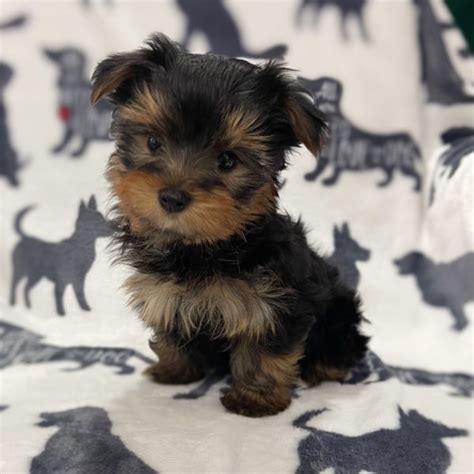 Yorkshire Terrier Female Id9794 Rm Central Park Puppies