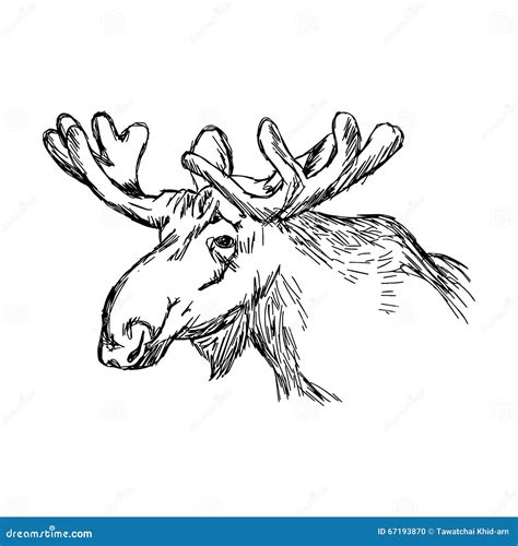 Illustration Vector Doodle Hand Drawn Of Sketch Moose Head Isolated On