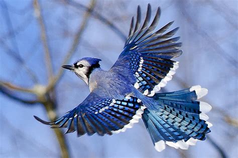 Blue Jay In Flight Photograph By Aaron Smith Pixels