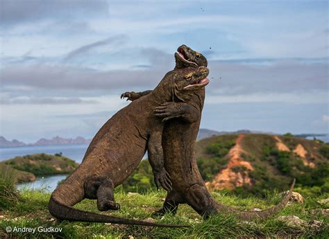 Dragons are usually gifted, talented people who use their abilities to become powerful in their corner of the world. Wildlife Photographer of the Year 2015: First glimpse of ...