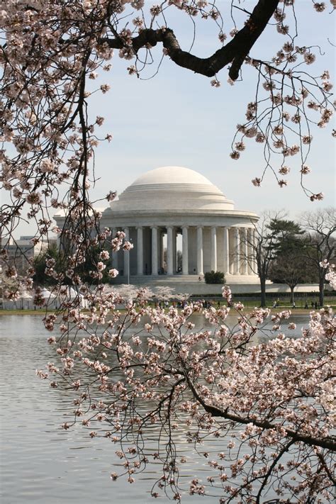 Photo Of Cherry Blossoms Around The Tidal Basin In Washington Dc