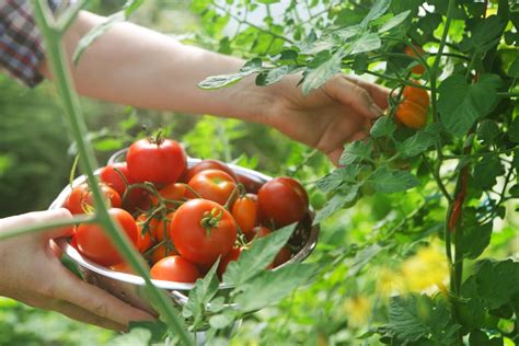 How To Plant And Grow Tomato Plants Popsugar Food