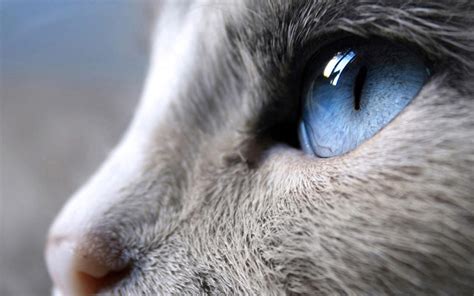 Животное животные кот кошка глаза взгляд голубые обои для
