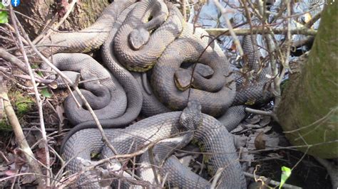 Group Of Cottonmouth Snakes In Nc Gain Social Media Stardom Charlotte