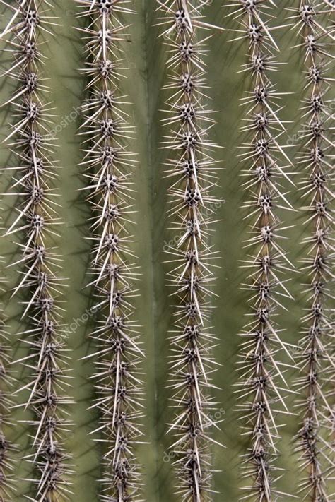 The saguaro cactus (carnegiea gigantea) is the largest cactus in the united states. Kaktus w Parku Narodowego Saguaro, Arizona, Stany ...