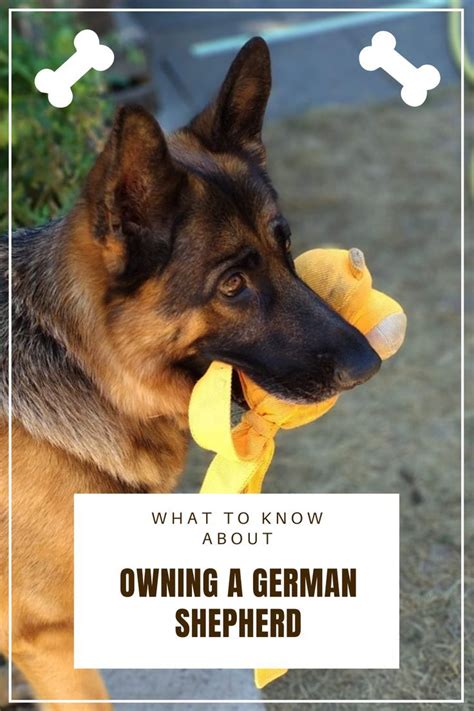 What To Know About Owning A German Shepherd German Shepherd Shepherd