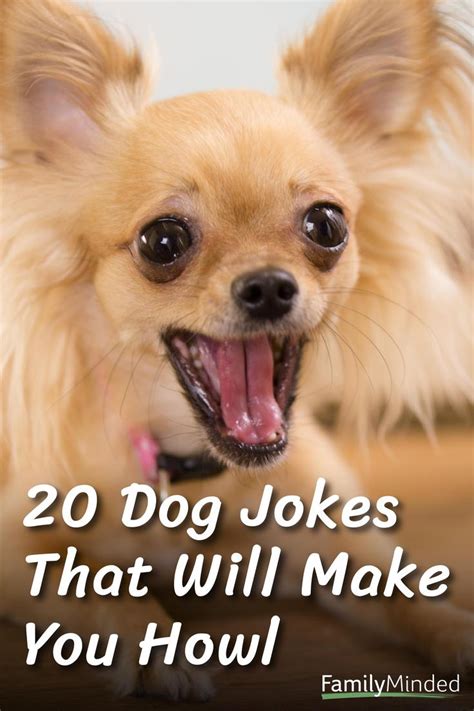 Funny Animal Jokes Comedy