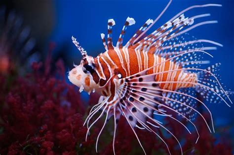 Unbelievably Fascinating Facts About Lionfish Animal Sake