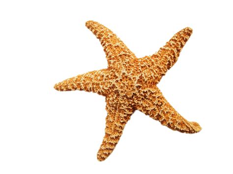 Vintage Starfish Clip Art
