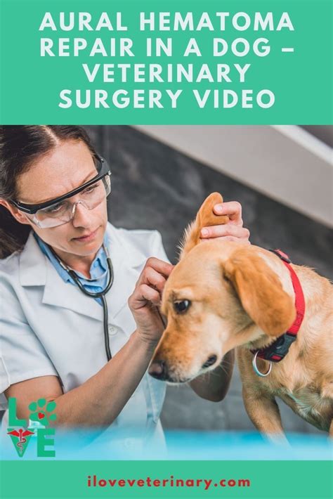 Aural Hematoma Repair In A Dog Veterinary Surgery Video Veterinary