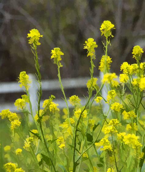 Mustard Flowers Free Stock Photo Public Domain Pictures