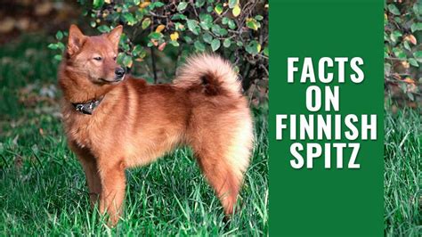 Finnish Spitz Dog Breed Information And Temperament Petmoo