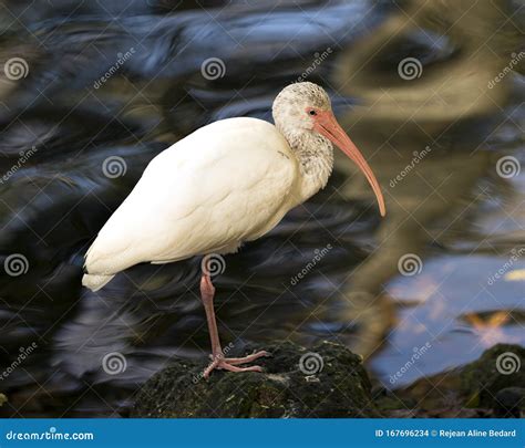 White Bird Long Neck Images Download 13557 Royalty Free Photos Page 6