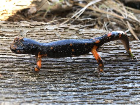 Platensis Salamander Found In Northern Ca R Herpetology