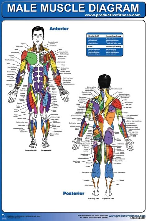 Muscle Chart Male Muscle Diagram Muscle Women Muscle