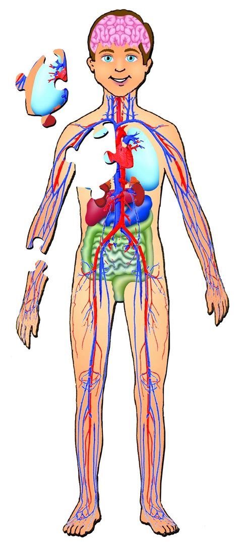 Full Body Anatomy Picture Tags Human Anatomy Childrens Book Human