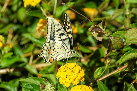 Premium Photo Monarch Butterfly Danaus Plexippus