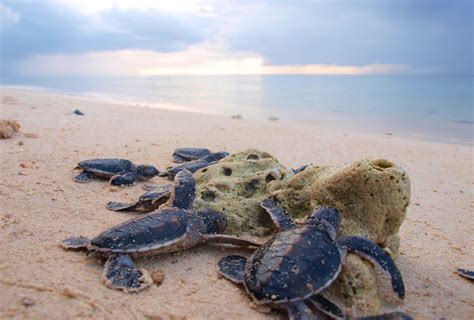 Ecotourism Projects Eyed For Tawi Tawis Turtle Islands Gma News Online