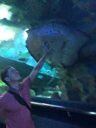 Visit one of the top five aquariums in asia. Aquaria KLCC (Kuala Lumpur) - 2019 All You Need to Know ...